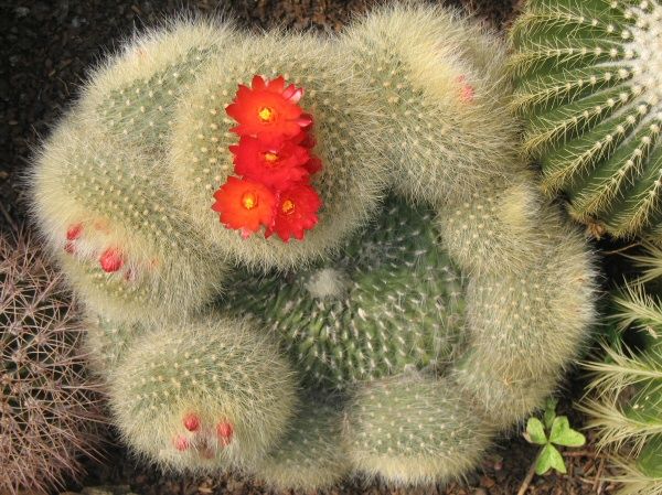 Cactus (2)